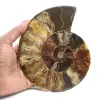 Gepolijste ammoniet voor lithotherapie en verzameling - Madagaskar - 1