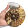 Gepolijste sectie van ammonietfossielen – Geologie van Madagaskar - 1