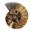 Gepolijste sectie van ammonietfossielen – Geologie van Madagaskar - 0