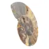 Gepolijste sectie van ammonietfossielen – Geologie van Madagaskar - 2