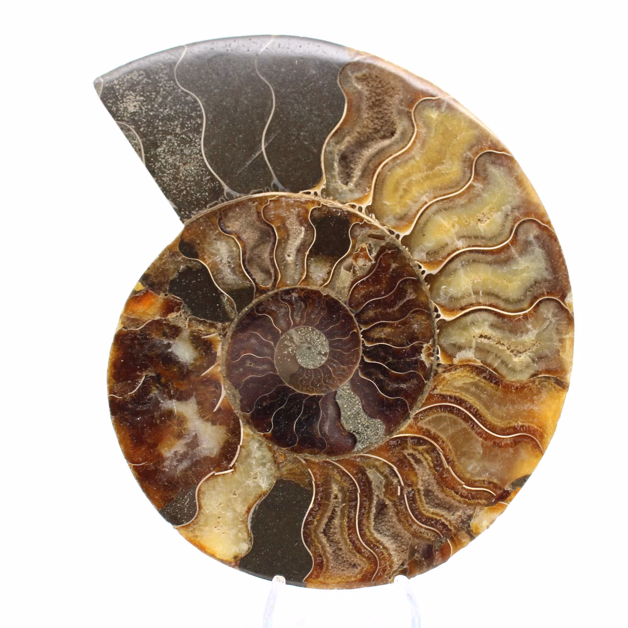 Gepolijste sectie van ammonietfossielen – Geologie van Madagaskar