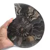 Gepolijste decoratieve fossiele ammoniet - exemplaar uit Madagaskar - 1