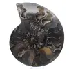 Gepolijste decoratieve fossiele ammoniet - exemplaar uit Madagaskar - 0