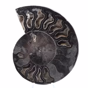 Ammonietfossiel Natuurlijke decoratie - Uniek exemplaar