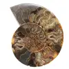 Woonkamerdecoratie van ammonietfossielen – ruw/gepolijst geologisch exemplaar - 0