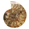 Gepolijste sierammoniet uit Madagaskar – Authentieke decoratie - 0