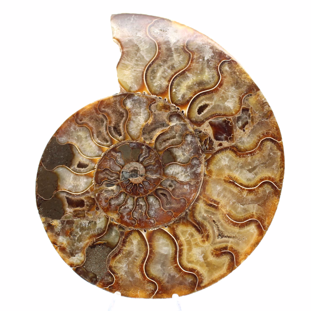 Gepolijste sierammoniet uit Madagaskar – Authentieke decoratie