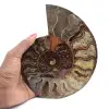 Ammoniet verzamelobject uit Madagaskar – gezaagd gesneden - 1