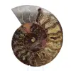 Ammoniet verzamelobject uit Madagaskar – gezaagd gesneden - 0