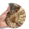 Gepolijst gezaagd ammonietfossiel – natuurlijke glans uit Madagaskar - 1
