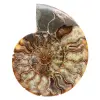 Gepolijst gezaagd ammonietfossiel – natuurlijke glans uit Madagaskar - 0