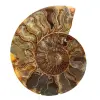 Gepolijst ammonietmonster uit Madagaskar – Decoratief element - 0