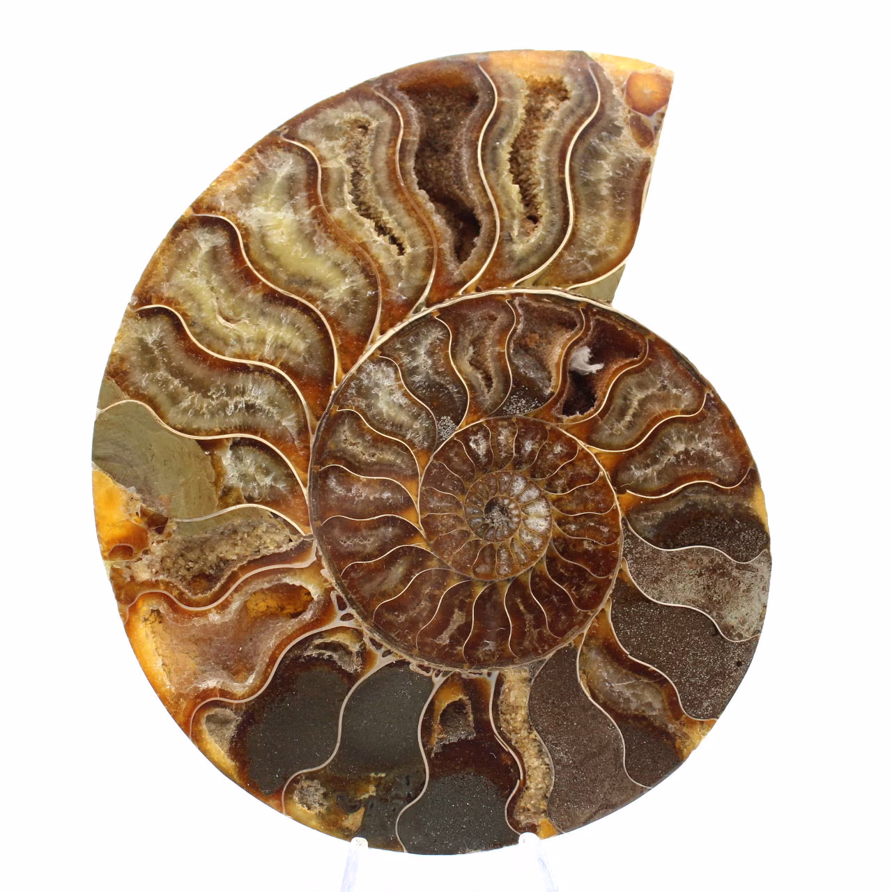 Gepolijst ammonietmonster uit Madagaskar – Decoratief element