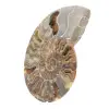 Gepolijste fossiele ammoniet – Authenticiteit en natuurlijke harmonie - 2