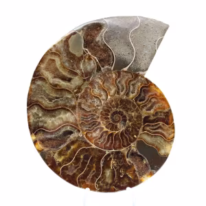 Gepolijste fossiele ammoniet – Authenticiteit en natuurlijke harmonie
