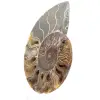 Gezaagde fossiele ammoniet – Authenticiteit voor steenliefhebbers - 2