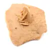Kleine woestijnroos van Marokko: natuurlijk geologisch fragment - 2