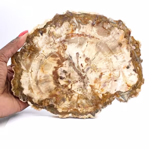 Plak versteend hout uit Madagaskar - Verzamelobject
