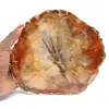 Versteende houtschijf - Verzamelbaar mineraal uit Madagaskar - 0