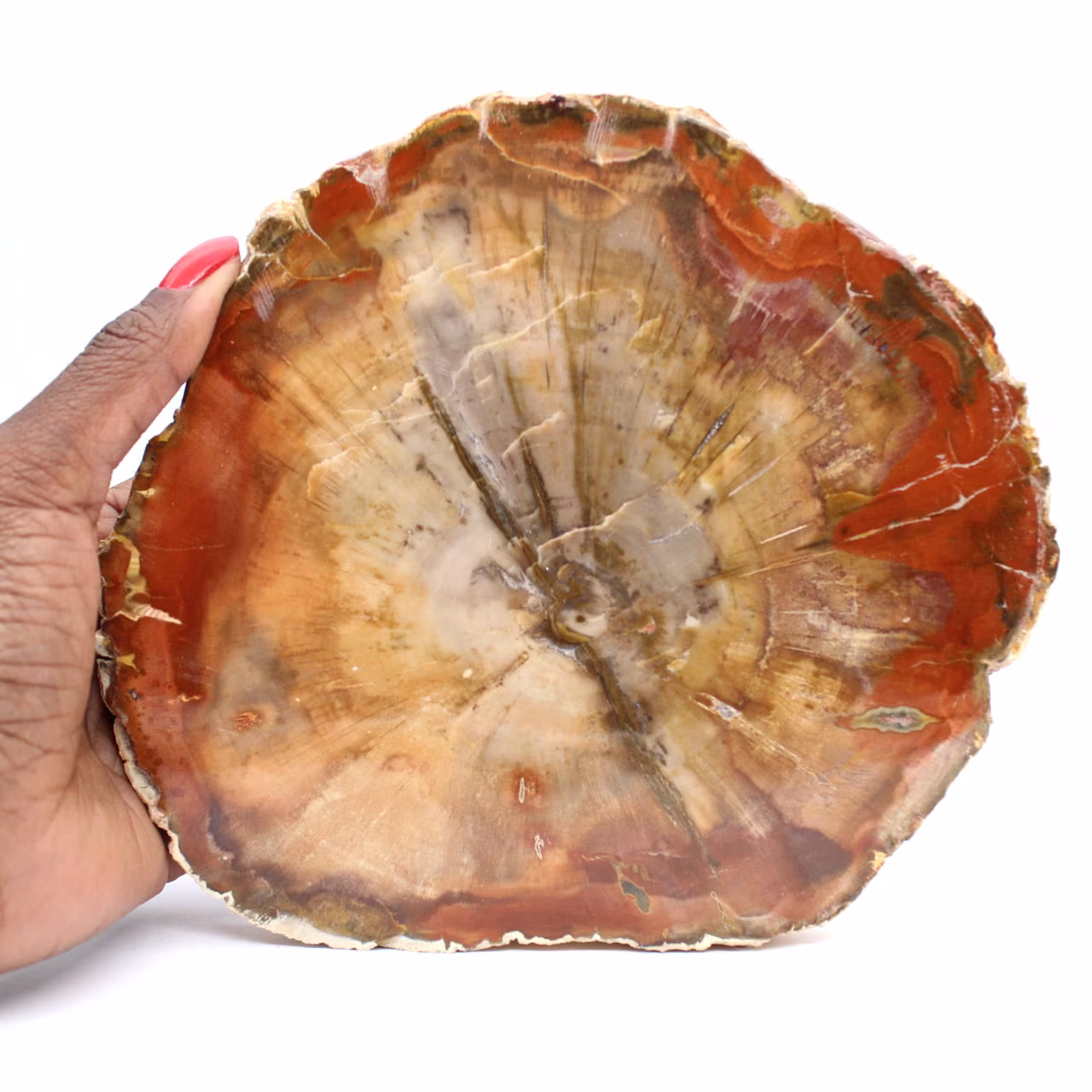 Versteende houtschijf - Verzamelbaar mineraal uit Madagaskar