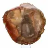 Versteend Majunga-hout - Natuurlijk gevormde, gepolijste plak - 1