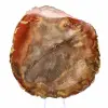 Doorsnede van versteend hout uit Majunga - Mineralogisch specimen - 1