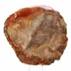 Doorsnede van versteend hout uit Majunga - Mineralogisch specimen - 2