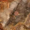 Doorsnede van versteend hout uit Majunga - Mineralogisch specimen - 4