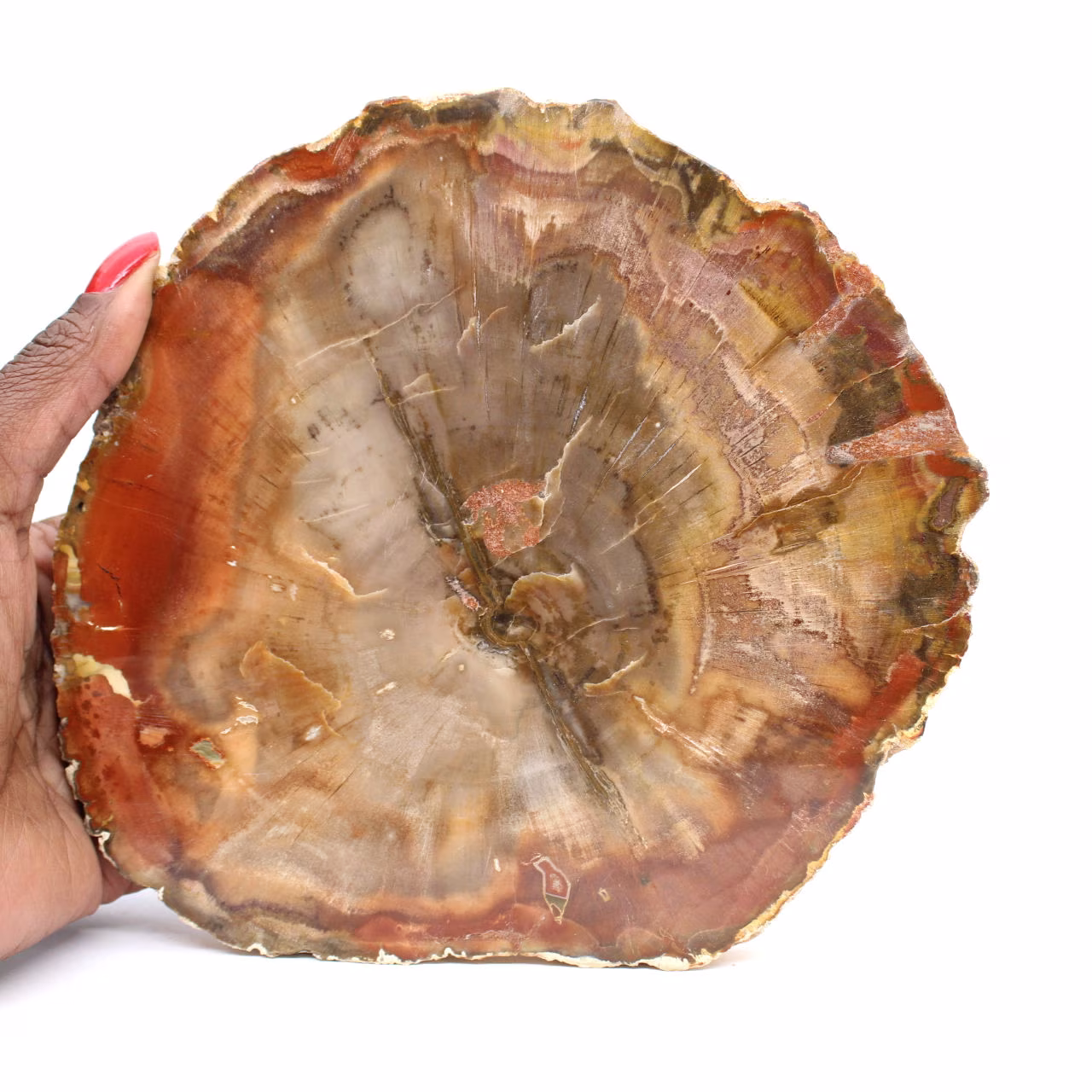 Doorsnede van versteend hout uit Majunga - Mineralogisch specimen