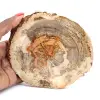 Plak versteend hout uit Madagaskar - Wetenschappelijk object - 0