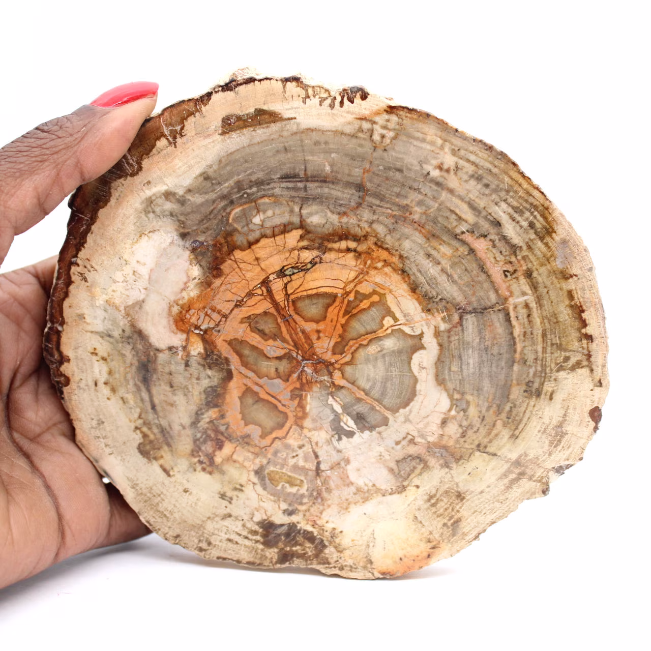 Plak versteend hout uit Madagaskar - Wetenschappelijk object