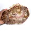 Versteend hout uit Madagaskar - Grote gepolijste plak - 0