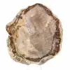 Plakje versteend Malagassisch hout - Minerale esthetiek - 1