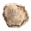 Plakje versteend Malagassisch hout - Minerale esthetiek - 2