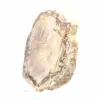 Plakje versteend Malagassisch hout - Minerale esthetiek - 3