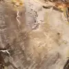 Plakje versteend Malagassisch hout - Minerale esthetiek - 4