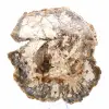 Grote plak versteend hout uit Madagaskar - een uitzonderlijk stuk - 1