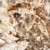 Grote plak versteend hout uit Madagaskar - een uitzonderlijk stuk - 4