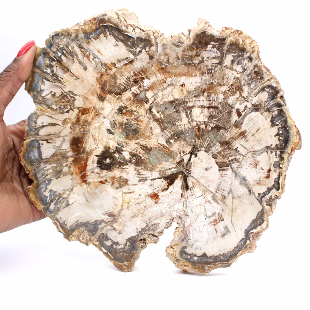Grote plak versteend hout uit Madagaskar - een uitzonderlijk stuk