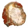 Versteend hout uit Madagaskar - Vierkant stuk voor verzameling - 1
