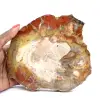 Versteend hout uit Madagaskar - Vierkant stuk voor verzameling - 0