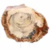 Gepolijste schijf van fossiel hout - Majunga-exemplaar - 1
