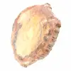 Gepolijste schijf van fossiel hout - Majunga-exemplaar - 3