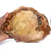 Gepolijste schijf van fossiel hout - Majunga-exemplaar - 0