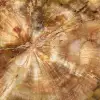 Stuk versteend hout uit Madagaskar - Collectiekwaliteit - 4