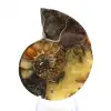 Natuurlijke ammoniet uit Madagaskar - Proefstuk - 1