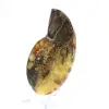 Natuurlijke ammoniet uit Madagaskar - Proefstuk - 2