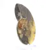 Natuurlijke ammoniet uit Madagaskar - Proefstuk - 3