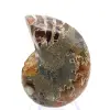 Ammoniet uit Madagaskar: Mineralogisch specimen - 0