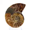 Ammoniet uit Madagaskar: Mineralogisch specimen - 1